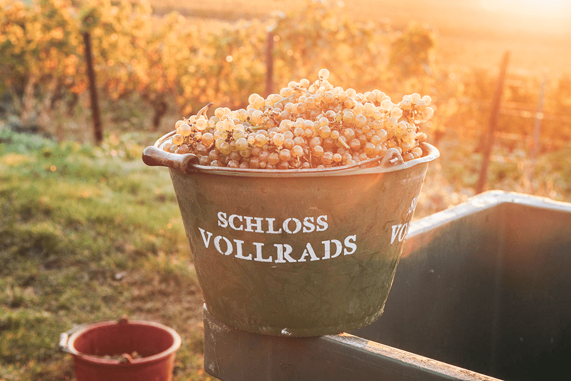 Grapes in large bucket, labeled 'Weingut Vollrads'