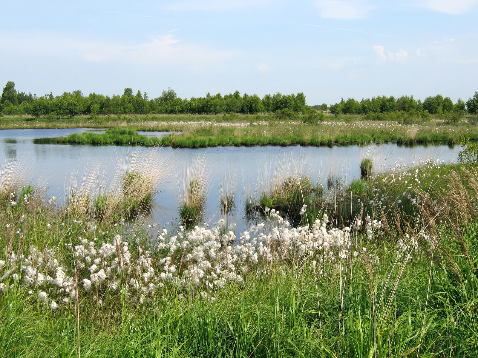 Jardelunder Moor