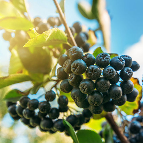 Aronia berries