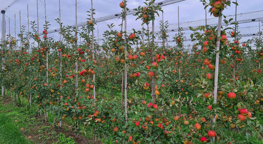 Apfel Zucht